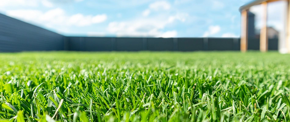 Healthy fertilized lawn in Buda, TX.