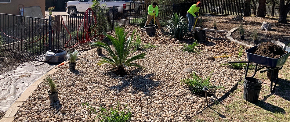 Our landscapers installing new plants into an existing landscape bed in San Marcos, TX.