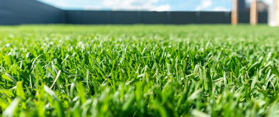 Lawn after top dressing serviced in San Marcos, TX.
