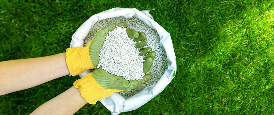 A bag of lawn fertilization on grass with gloved hands in Buda, TX.