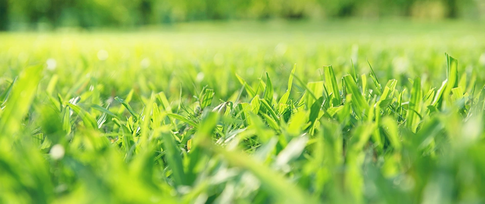 Beautiful grass in the sun, healthy and unbothered by weeds in New Braunfels, TX.