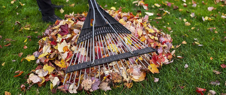 A pile of leaves raked up by a professional lawn maintenance expert.