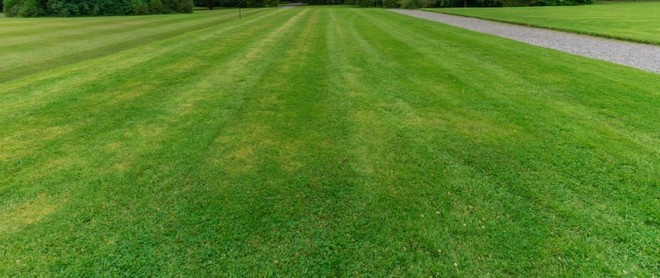 Mowed lawn from same direction in San Marcos, TX.