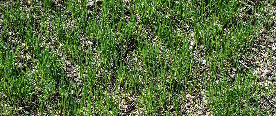 Patchy, unhealthy lawn overseeded and aerated near Buda, TX.