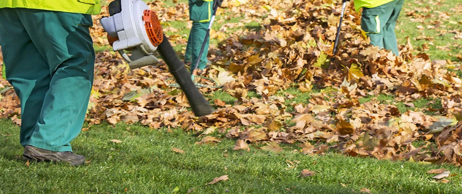 Leaves blown into a pile by leaf removal pros near Buda, TX.