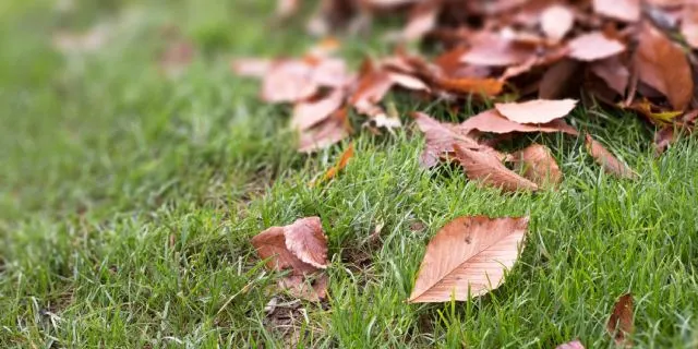 Fall leaves on a yard near New Braunfels, TX.