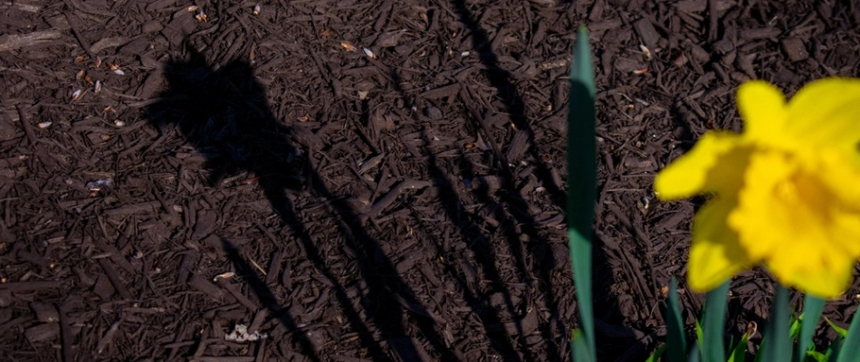 Mulch ground covering regulating soil for landscape bed in Buda, TX.