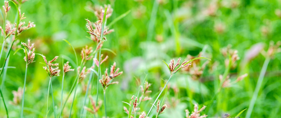Nutsedge weed in a lawn with a blurry green background.