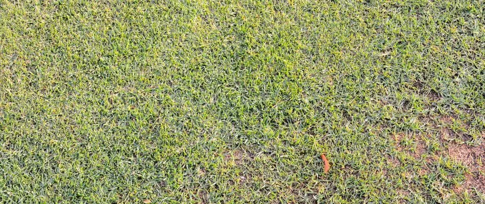 Patchy lawn due to lack of watering in San Marcos, TX.