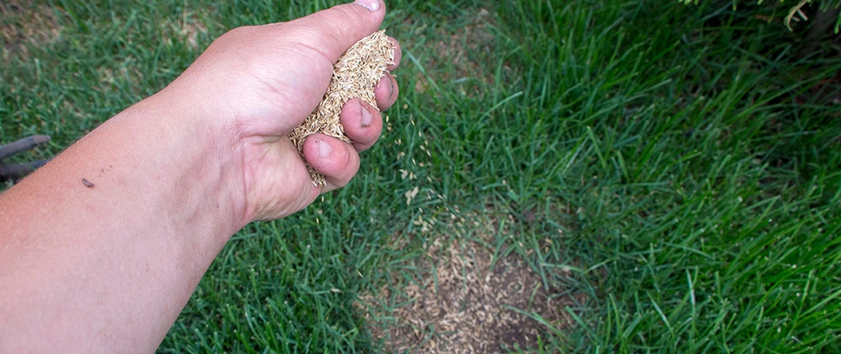 Professional applying seeds over a patchy spot in lawn in Seguin, TX.