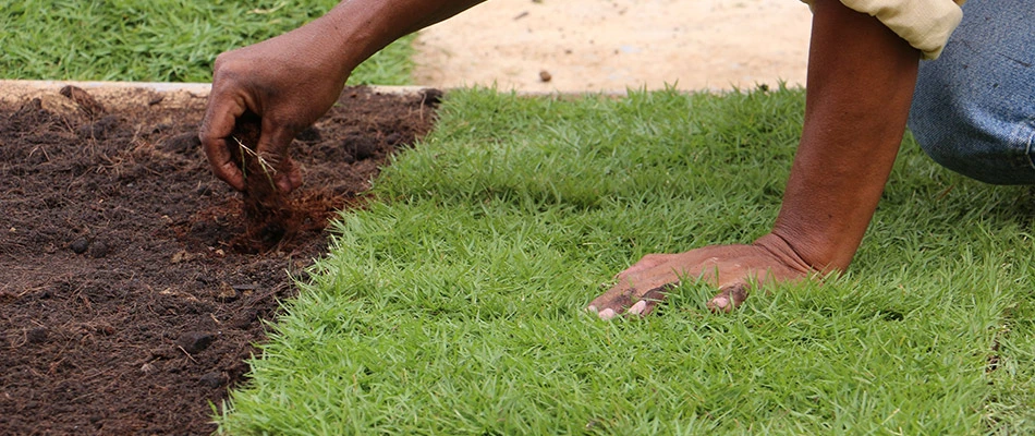 A lawn care professional installing new sod for a customer in Buda, TX.
