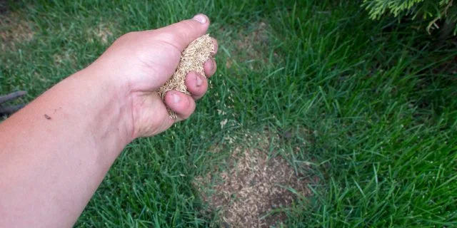 Lawn care professional overseeding a yard near New Braunfels, TX.