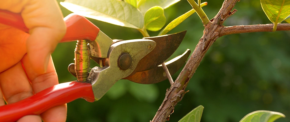 Professional pruning plant from a landscape bed in San Marcos, TX.