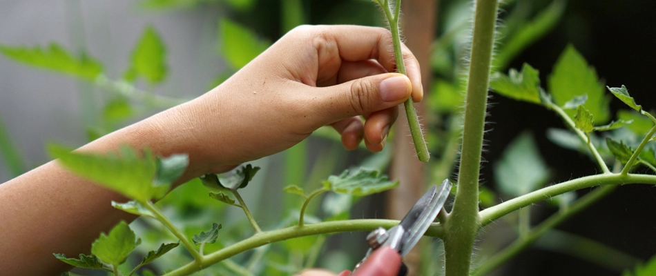 Professional pruning a plant in landscape in New Braunfels, TX.