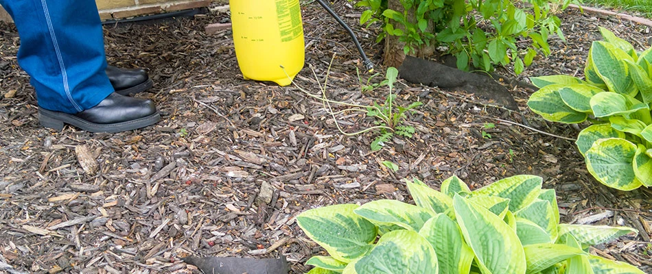 A professional spraying weed control treatment on a landscape bed in San Marcos, TX.