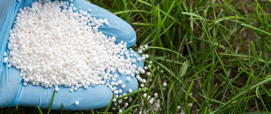 A professional spreading out fertilizer in a lawn in Kyle, TX.