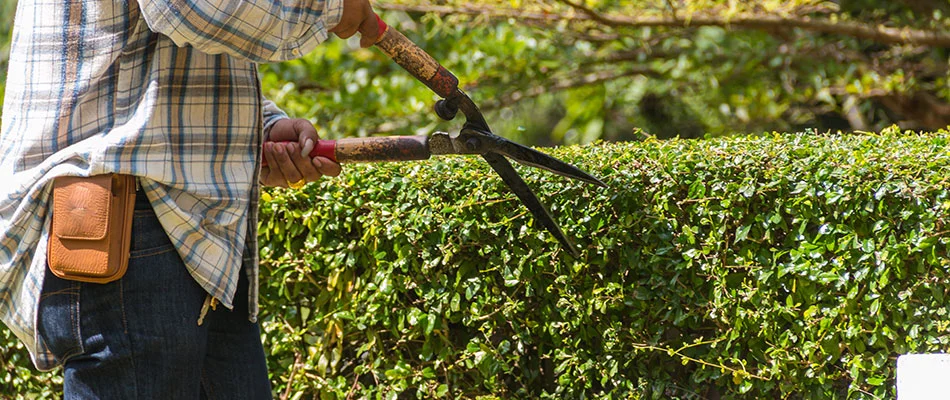 A landscaping professional trimming a shrub in Seguin, TX.