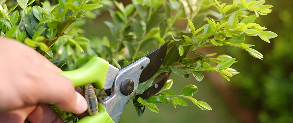 Pruning a shrub with small hand clippers in Buda, TX.