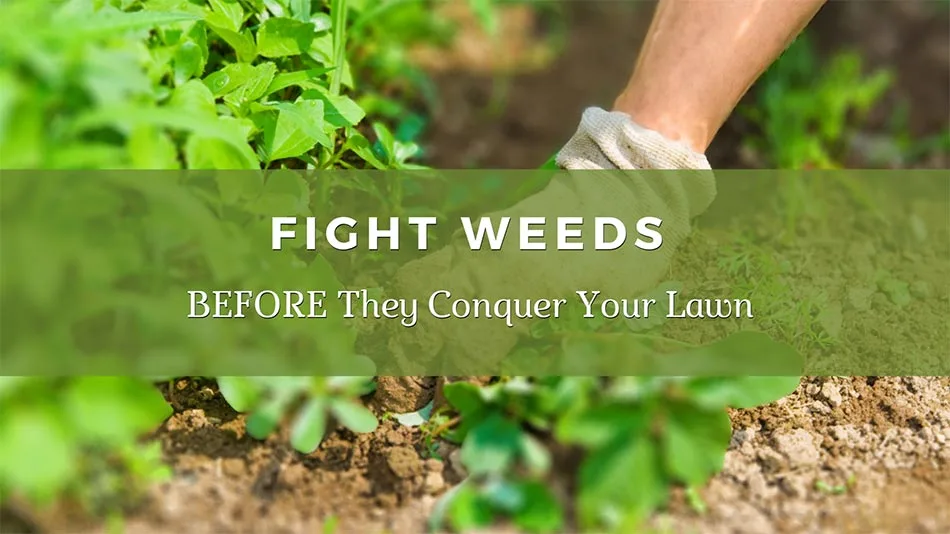 Pulling weeds by hand with gloves near New Braunfels, TX.