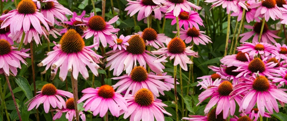 Purple coneflowers growing in Seguin, TX.