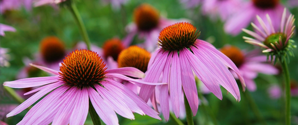 Purple coneflowers plantings in a landscape bed in New Braunfels, TX.