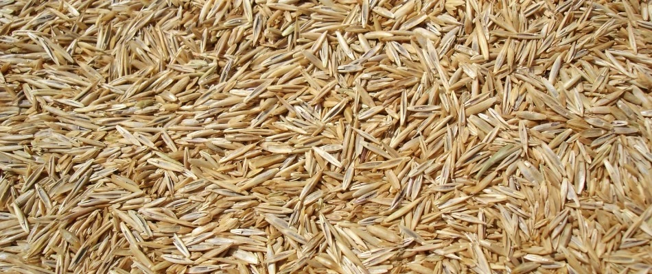 Rye grass seeds in San Marcos, TX.