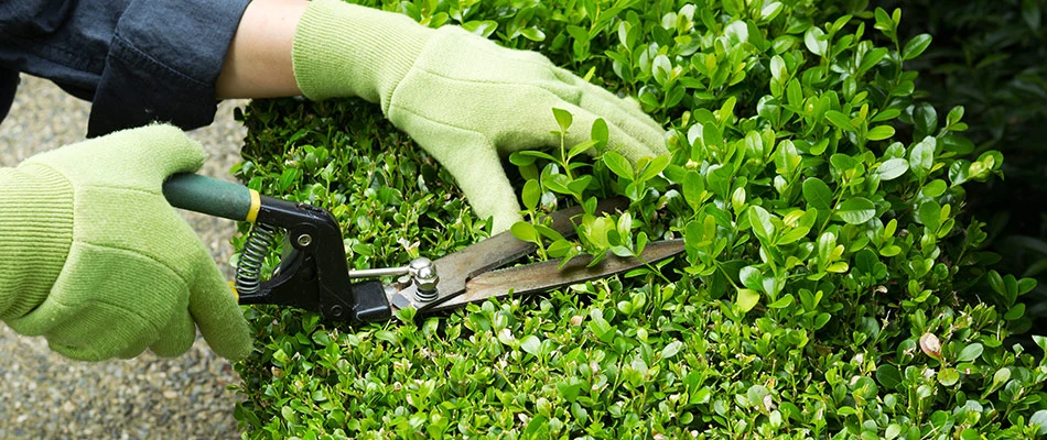 Shrubs being trimmed in a landscape bed for spring cleanup service in Garden Ridge, TX.