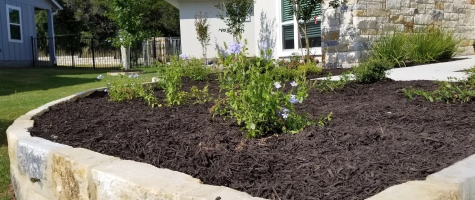 Plantings in softscape bed installed with mulch in Hays County, TX.