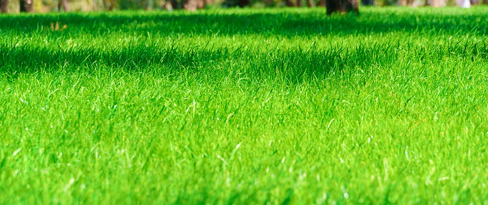 Strong grass blades after fertilizer treatments in New Braunfels, TX.