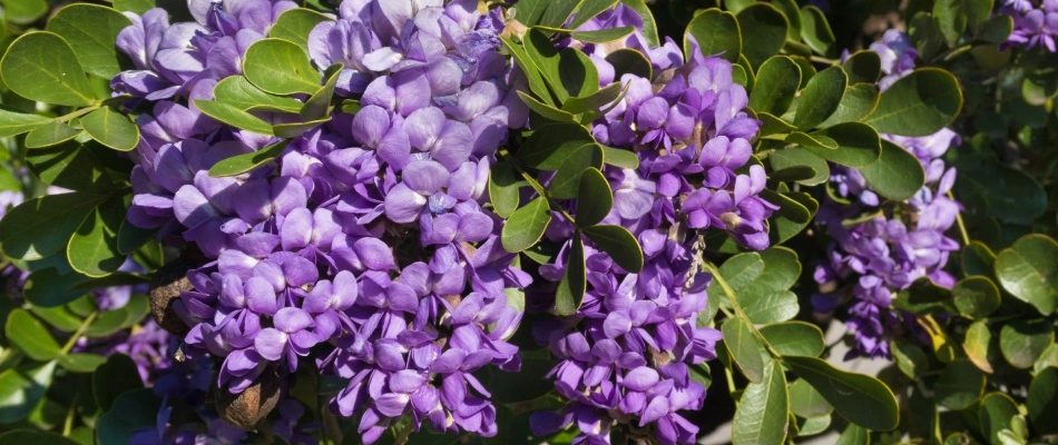 Texas mountain laurel plant in Kyle, TX.