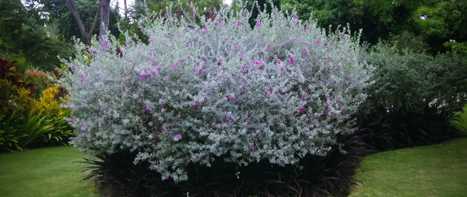 Texas Sage planting in San Marcos, TX.