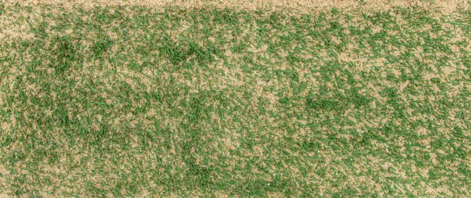 Top dressed lawn with sand in New Braunfels, TX.