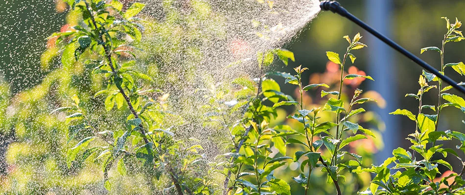 Tree being sprayed with insect control solution near Buda, TX.