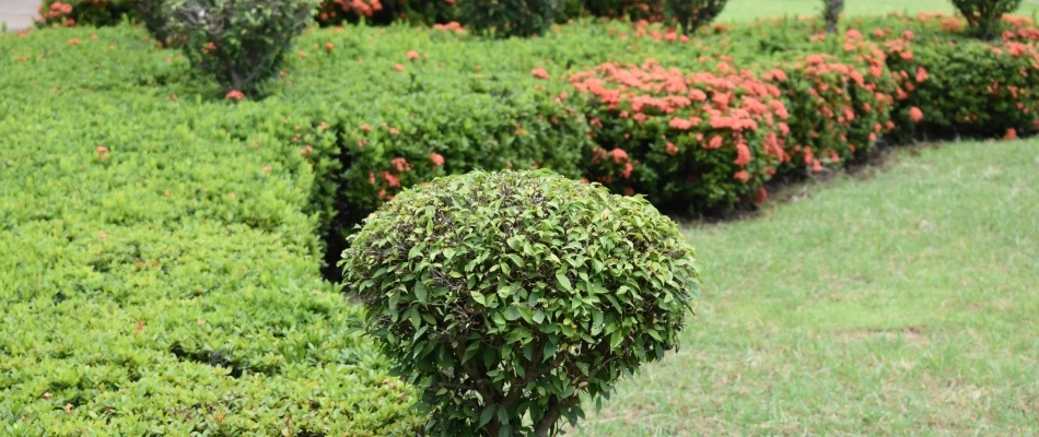 Hedges trimmed in landscape bed in San Marcos, TX.