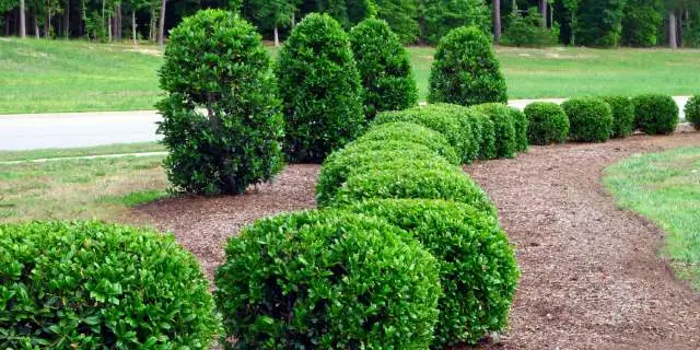 Trimmed landscape hedges at a home in San Marcos, TX.