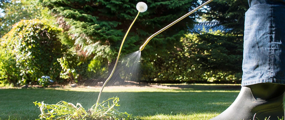 Dandelion weed being sprayed with weed control in Buda, TX.