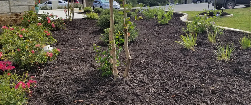 Healthy, weed-free landscaping in front of our client's home in Buda, TX.