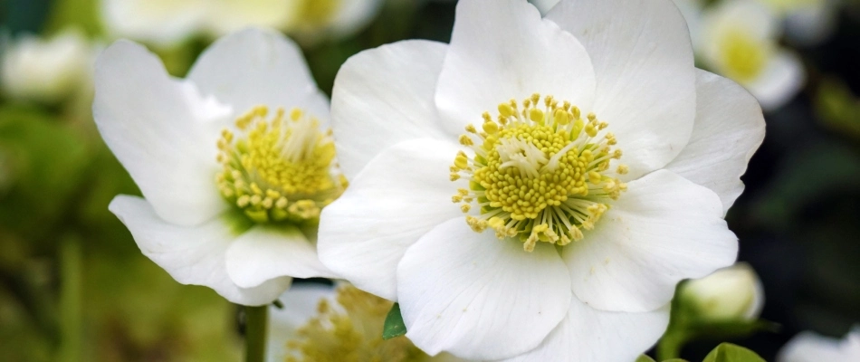 White rock rose growing in New Braunfels, TX.